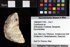 Foto (Objket + Etiketten) von Cyclothyreus sp. 